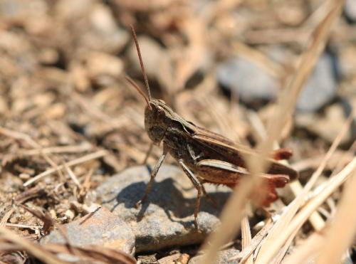 Réf. 311 989 : Chorthippus vagans vagans